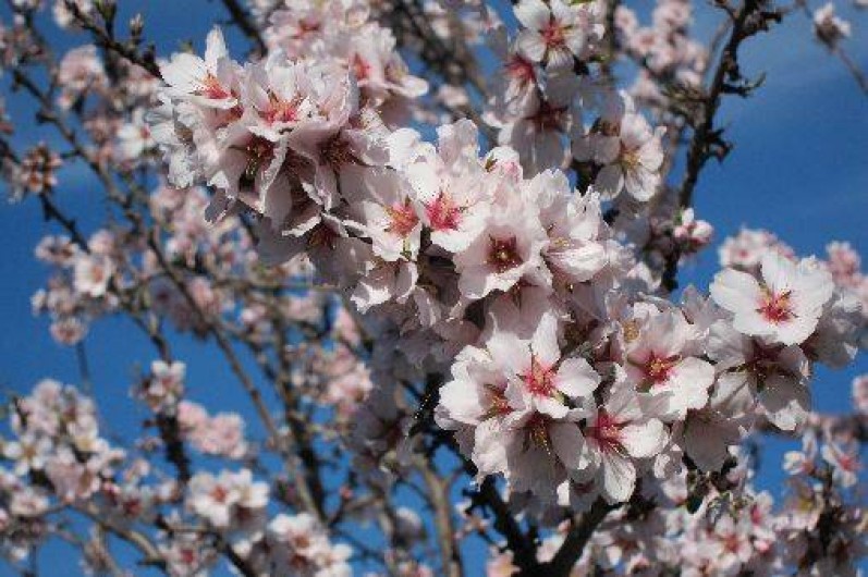 Location de vacances - Maison - Villa à Sainte-Colombe-de-la-Commanderie