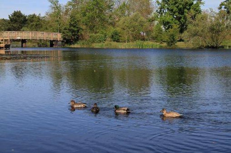 Location de vacances - Bungalow - Mobilhome à Hourtin