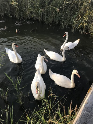 Location de vacances - Villa à Blonville-sur-Mer