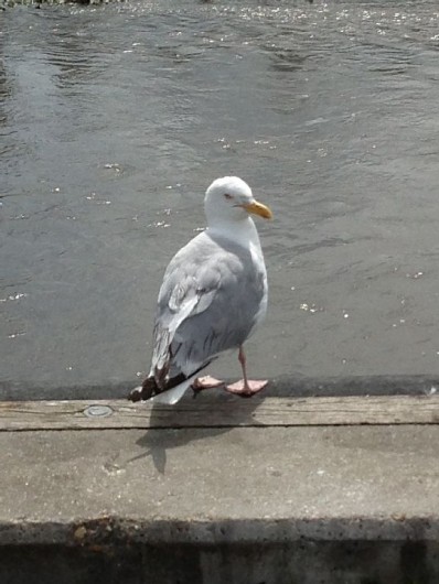 Location de vacances - Villa à Blonville-sur-Mer - Bon séjour en Normandie