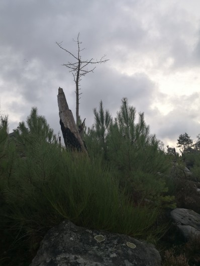 Location de vacances - Appartement à Noisy-sur-École - Quelques particularités de notre belle nature.
