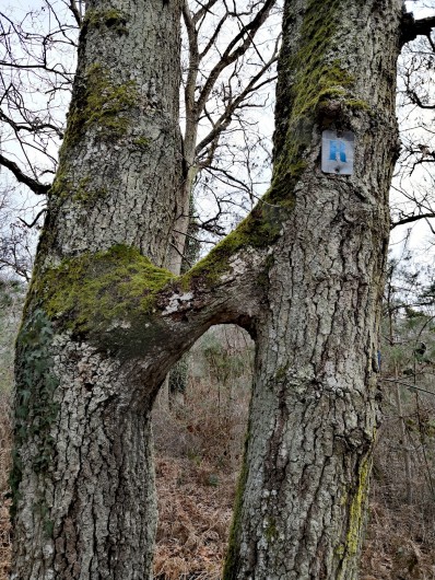 Location de vacances - Appartement à Noisy-sur-École