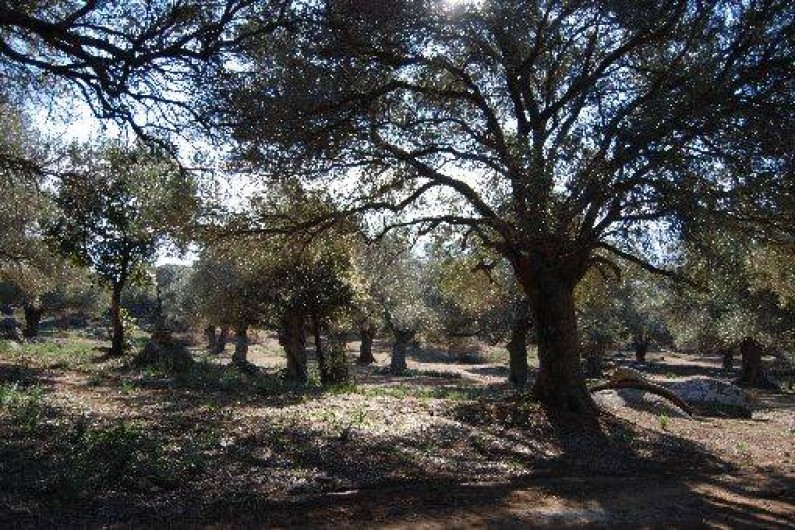 Location de vacances - Maison - Villa à Monticello