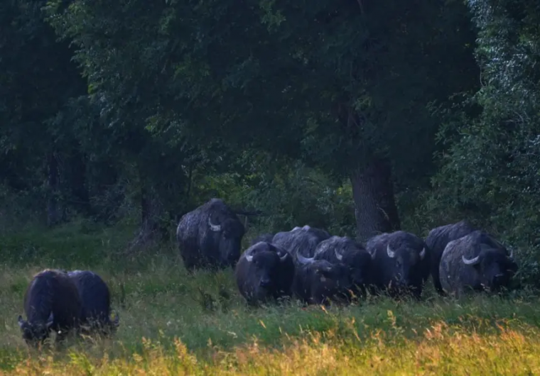 Location de vacances - Maison - Villa à Espalion