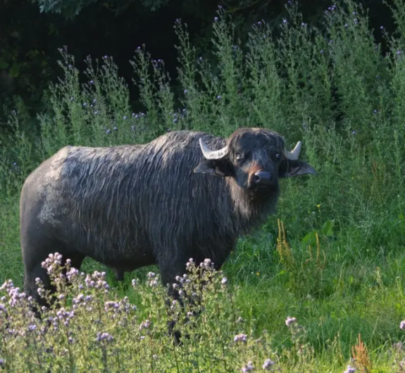 Location de vacances - Maison - Villa à Espalion