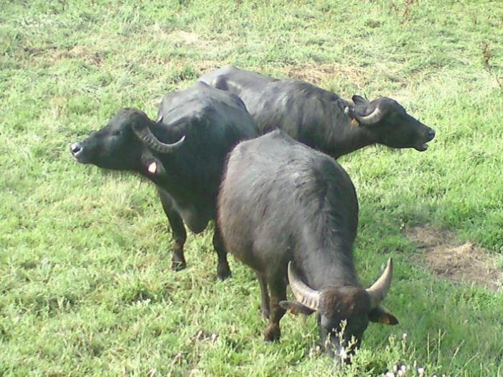 Location de vacances - Maison - Villa à Espalion