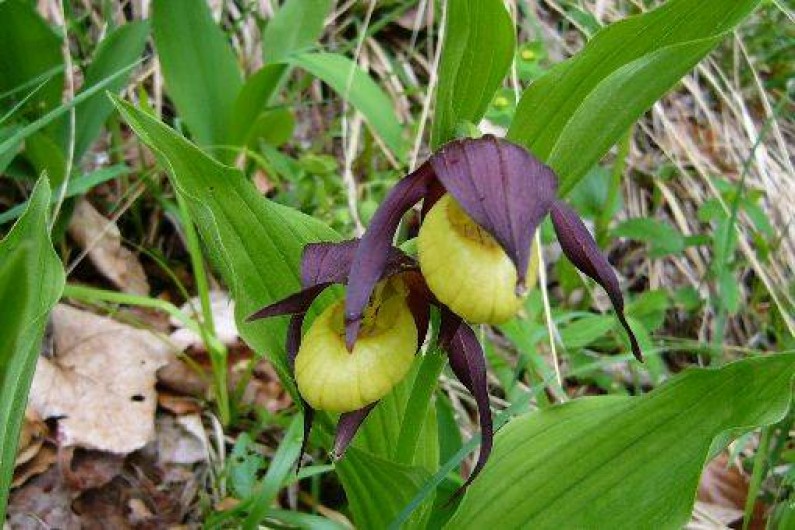 Location de vacances - Chalet à Saint-Hilaire - Sabot de venus