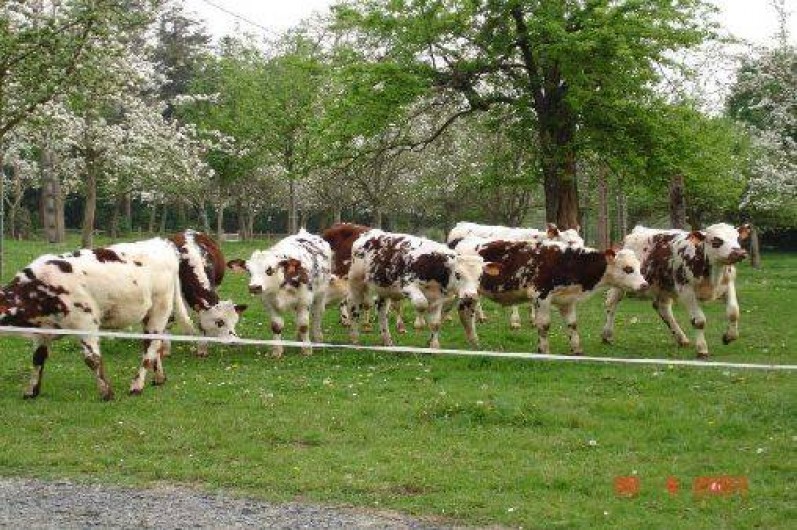 Location de vacances - Gîte à Landelles-et-Coupigny