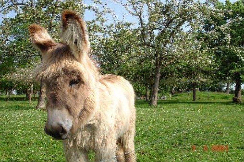 Location de vacances - Gîte à Landelles-et-Coupigny