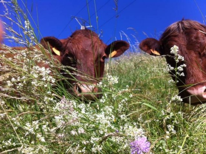 Location de vacances - Maison - Villa à Roumegoux - nos vaches de race salers