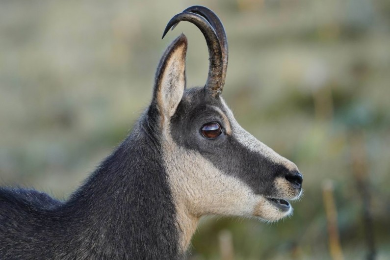 Location de vacances - Maison - Villa à Orbey