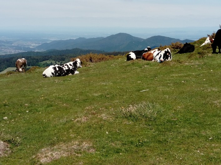 Location de vacances - Maison - Villa à Orbey