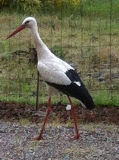 Location de vacances - Gîte à Eguisheim