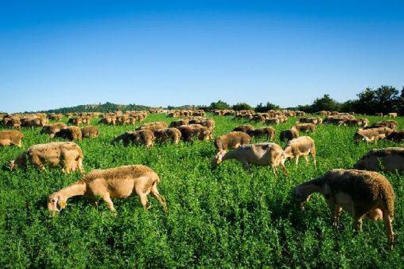 Location de vacances - Gîte à Sévérac-le-Château
