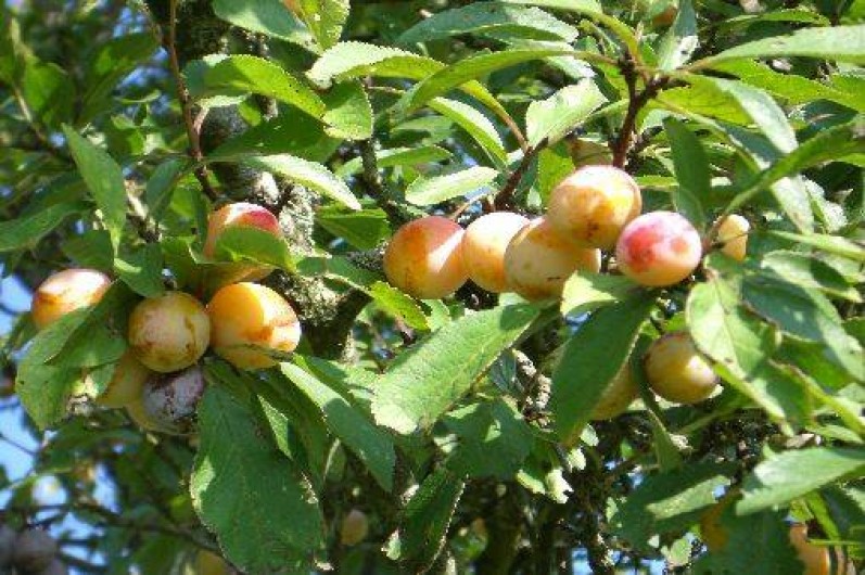 Location de vacances - Gîte à Xaffévillers