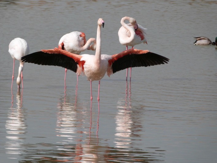 Location de vacances - Appartement à Port Camargue