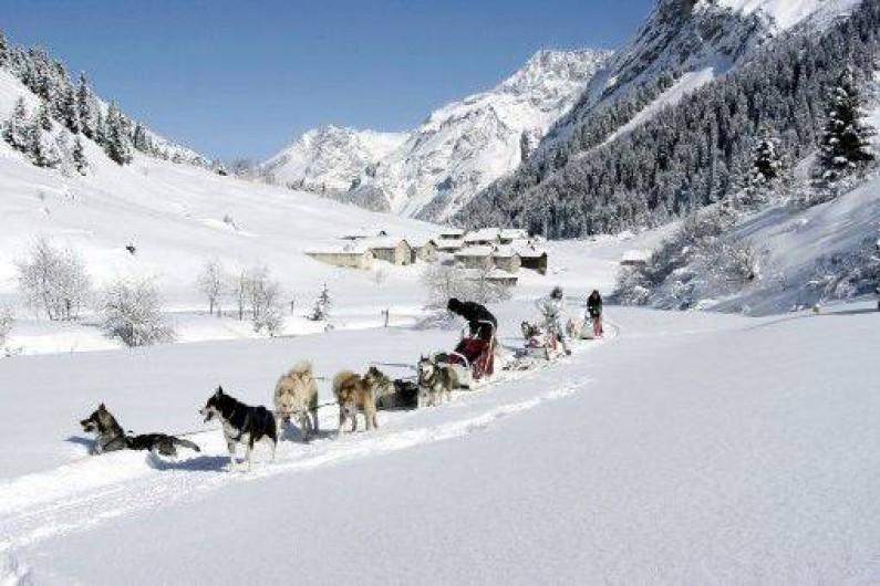 Location de vacances - Appartement à Pralognan-la-Vanoise - Les chiens de traîneaux