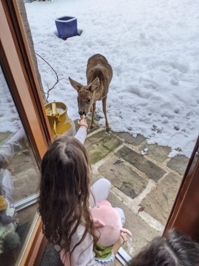 Location de vacances - Gîte à Arrentès-de-Corcieux - Grand moment pour le chevreuil et la petite fille