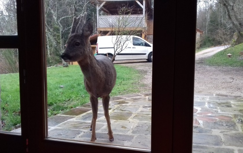 Location de vacances - Gîte à Arrentès-de-Corcieux - curieux et audacieux