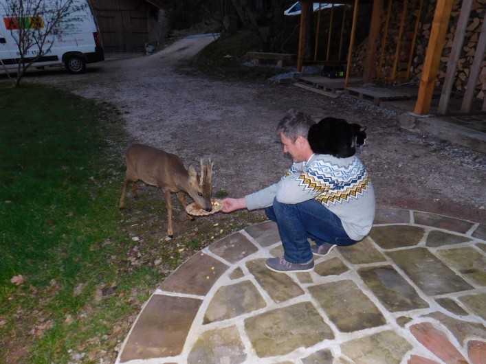 Location de vacances - Gîte à Arrentès-de-Corcieux - Joli moment avec le chevreuil