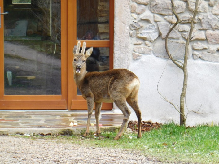 Location de vacances - Gîte à Arrentès-de-Corcieux - le chevreuil en visite