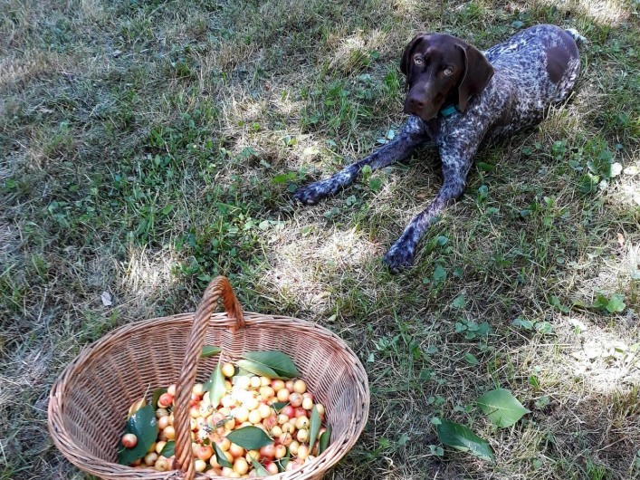 Location de vacances - Chambre d'hôtes à Saint-Martin-le-Vieil - Nos amis à quatre pattes sont les bienvenus