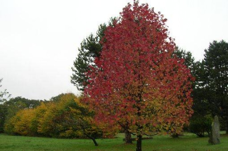 Location de vacances - Gîte à Saint-Gelven