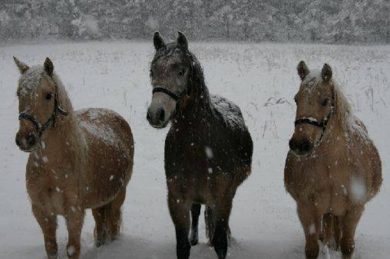 Location de vacances - Mas à Saint-Cannat