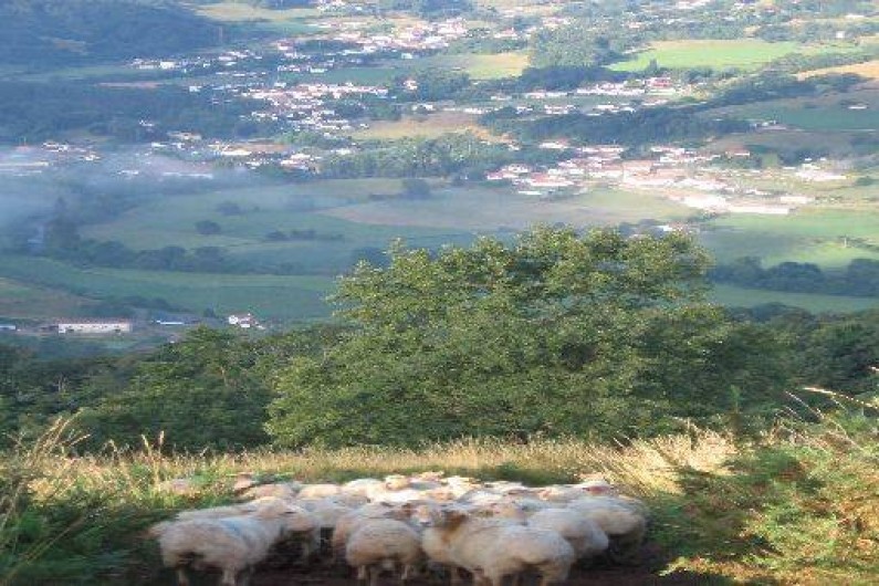 Location de vacances - Gîte à Saint-Étienne-de-Baïgorry - Brebis Manech tête rousse à Jara