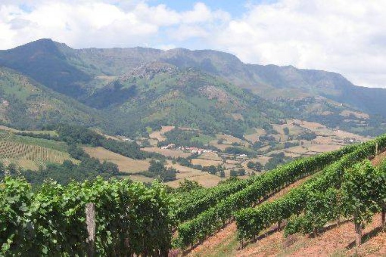 Location de vacances - Gîte à Saint-Étienne-de-Baïgorry - Vigne Bourmalatx  appellation Irouléguy