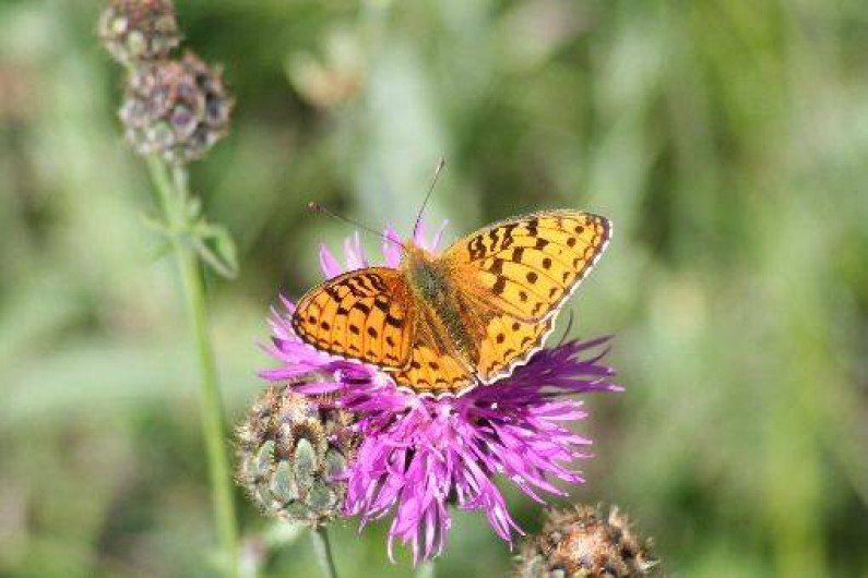 Location de vacances - Gîte à Arvieux