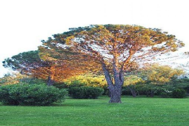 Location de vacances - Chambre d'hôtes à Vedène