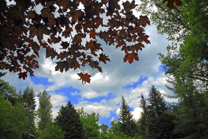 Location de vacances - Chambre d'hôtes à Saint-Laurent-de-Lévézou - Allongé sous les arbres