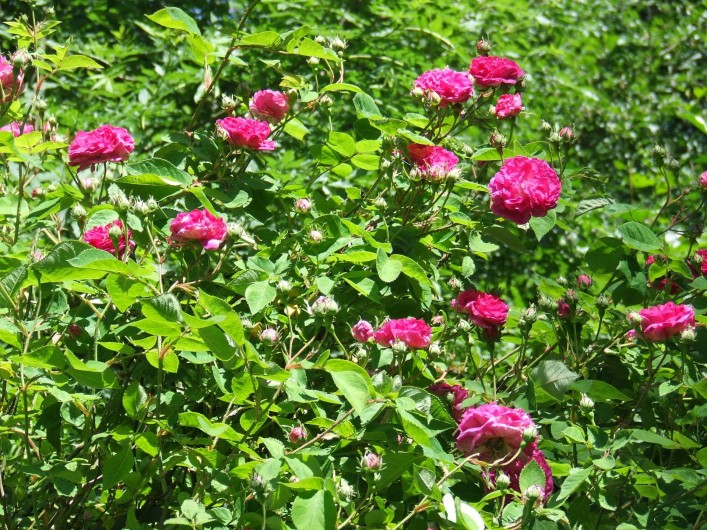Location de vacances - Chambre d'hôtes à Saint-Laurent-de-Lévézou - Rosier ancien en juin