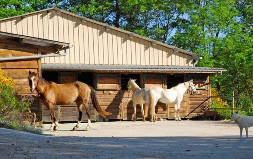 Location de vacances - Chambre d'hôtes à Saint-Laurent-de-Lévézou - Espace équestre chevaux de passage
