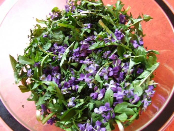 Location de vacances - Chambre d'hôtes à Saint-Laurent-de-Lévézou - salade sauvage de printemps