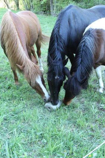 Location de vacances - Chambre d'hôtes à Saint-Laurent-de-Lévézou - Nos pensionnaires de La Melière
