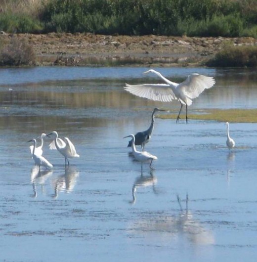 Location de vacances - Appartement à Hyères - Vue de la chambre sur le  Parc Nature des Vieux Salins.