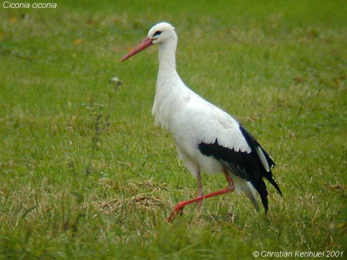 Location de vacances - Gîte à Kaysersberg - Une cigogne dans un pré et qui cherche à manger