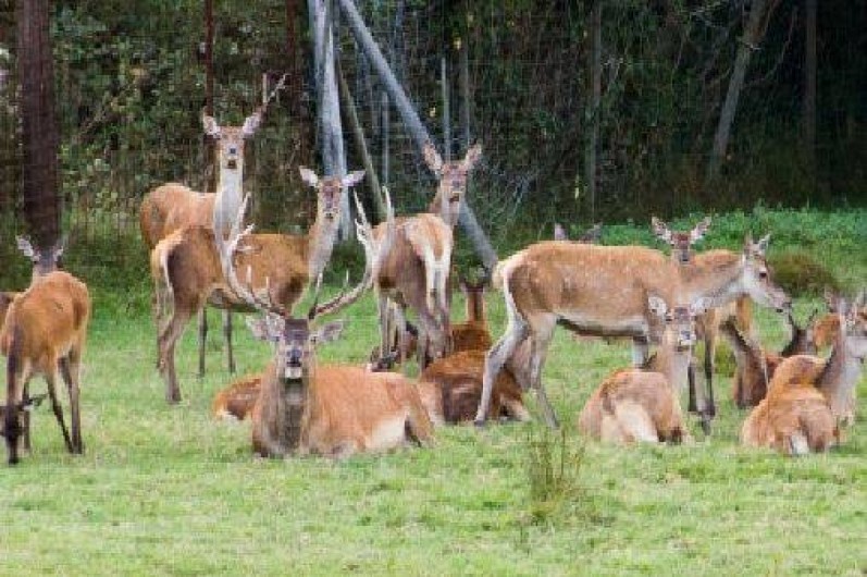 Location de vacances - Gîte à Birkenwald