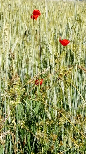 Location de vacances - Appartement à Villard-de-Lans