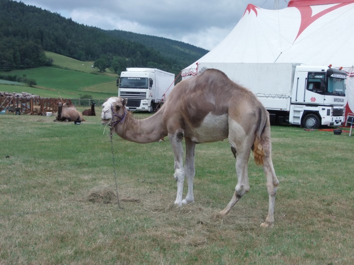 Location de vacances - Appartement à Villard-de-Lans