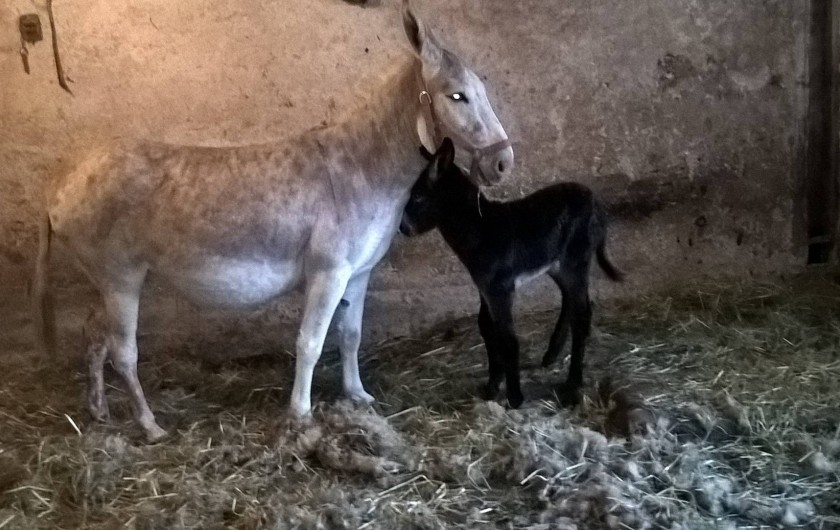 Location de vacances - Maison - Villa à Belvoir - Antika et son anon d'1 jour