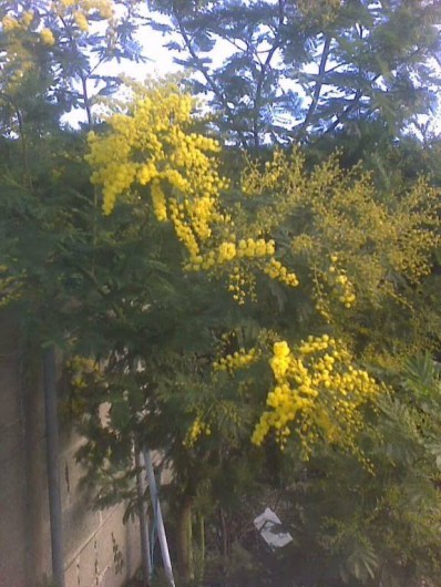 Location de vacances - Appartement à Toulon - MIMOSA