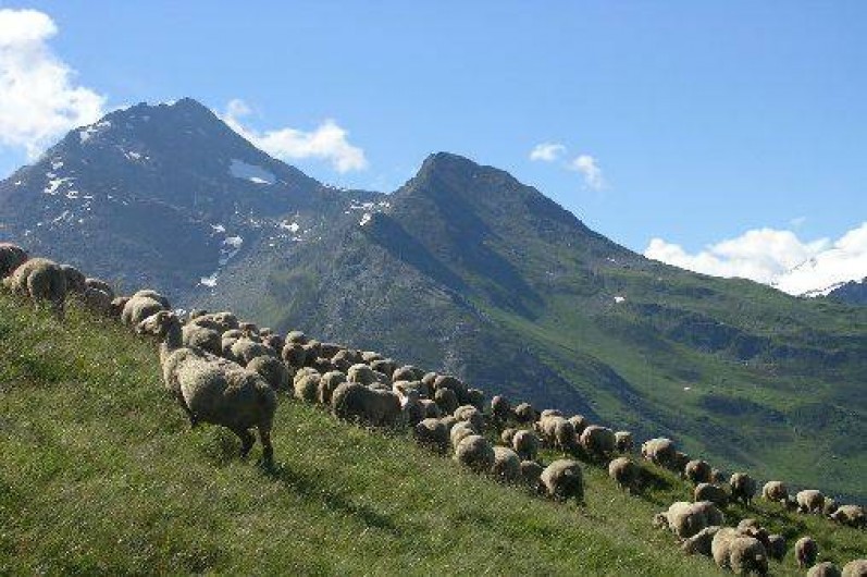 Location de vacances - Gîte à Champagny-en-Vanoise