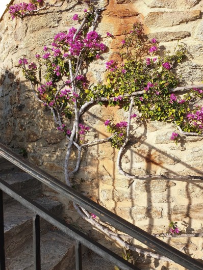 Location de vacances - Studio à Le Lavandou - Bougainvillier
