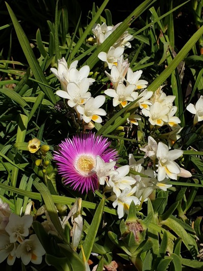 Location de vacances - Studio à Le Lavandou - fleurs de printemps