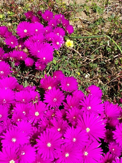 Location de vacances - Studio à Le Lavandou