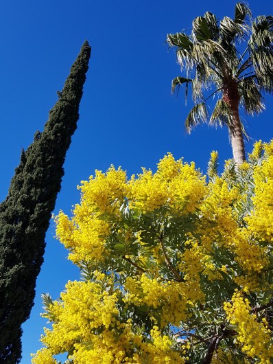 Location de vacances - Studio à Le Lavandou