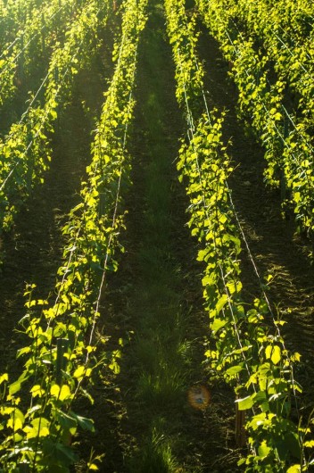 Location de vacances - Gîte à Essômes-sur-Marne